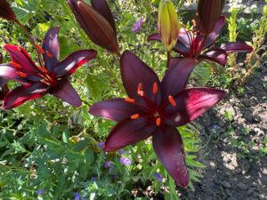 Garten-Impressionen aus 2025