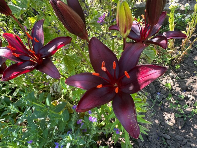 Garten-Impressionen aus 2025